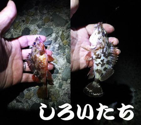 ガシラがよく釣れました。